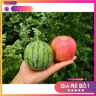 Hạt giống dưa hấu Táo Hàn Quốc F1 - 5 hạt - HGNK