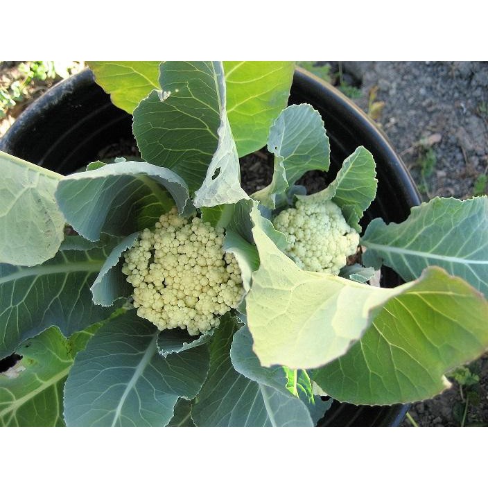 HẠT GIỐNG BÔNG CẢI TRẮNG F1 - súp lơ gói 1gr/nhiều hạt