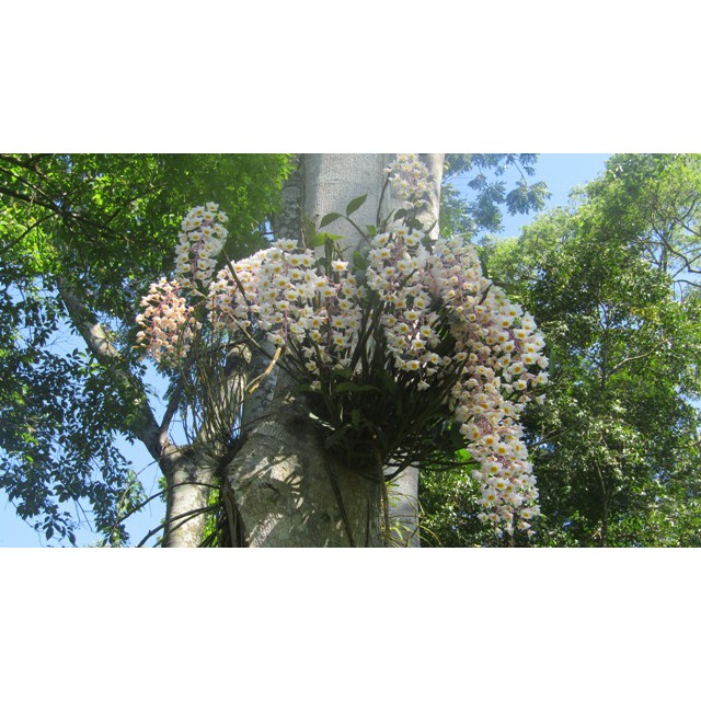 Hoa Lan Thủy Tiên