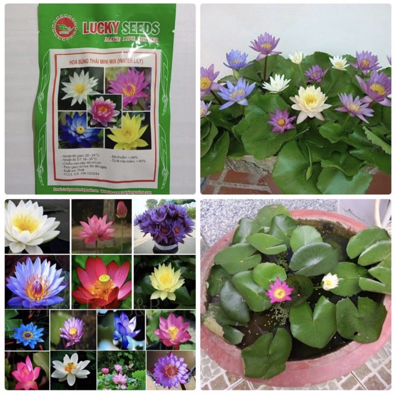 Hạt giống hoa súng Thái mini mix