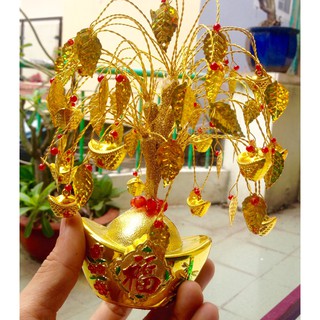 Cây tài lộc - cây cành vàng lá ngọc