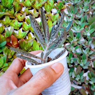 Xương cá ( kalanchoe)