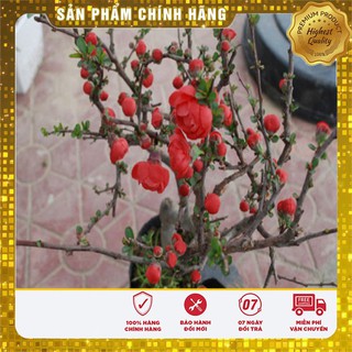 HẠT GIỐNG CÂY MAI ĐỎ NHẬT -HG NGA