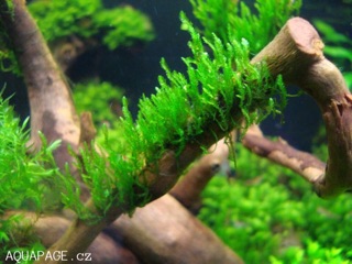 Rêu Flame Moss (rêu lửa) thủy sinh