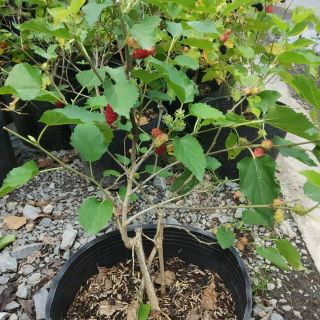 Cây Dâu Tằm( tặng kèm phân bón)