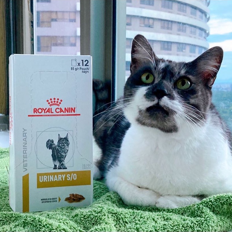 [Hộp 12 gói] Pate Mèo Royal Canin Urinary S/O Cho Mèo Trưởng Thành Bị Sỏi Thận