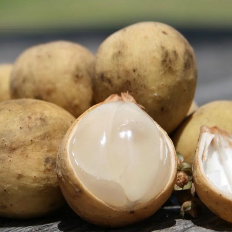 Giống Cây Bòn Bon Thái Cây To Đẹp