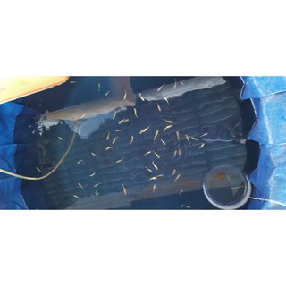 Thức ăn cho cá cảnh gói 100 gr