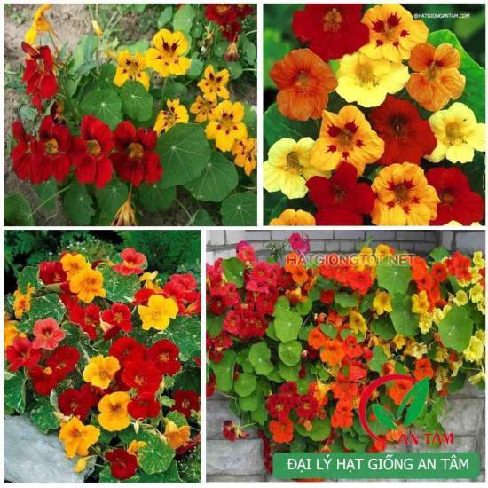 Hạt giống hoa sen cạn mix nhiều màu 30 hạt