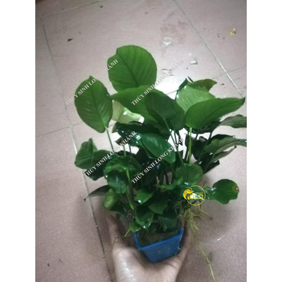 Cây Thủy Sinh Ráy Lá Trung - Phụ kiện thủy sinh GIÁ RẺ AQUAGOLD