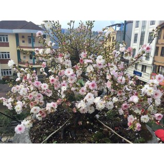 cây nhất chi mai(mai trắng) cao 60-70cm
