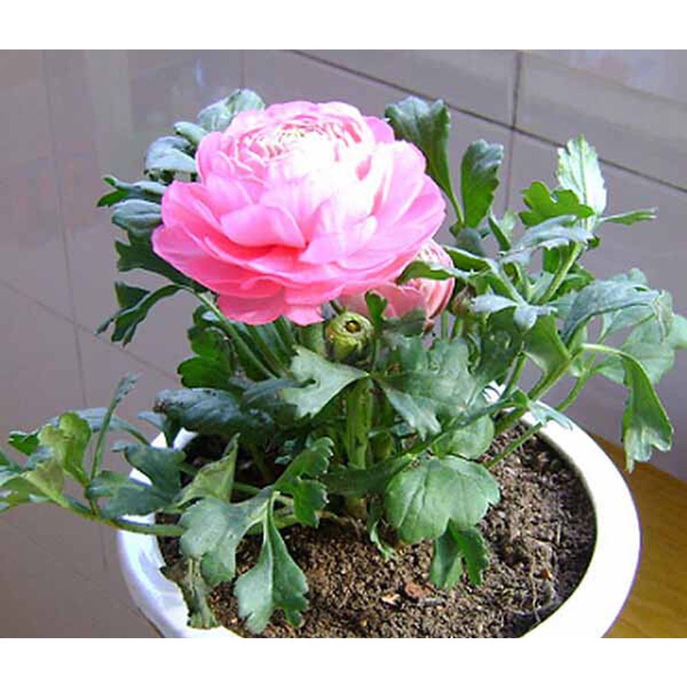 Giống Củ Mao Lương Trồng Chơi Tết - 7 Màu Cực Đẹp