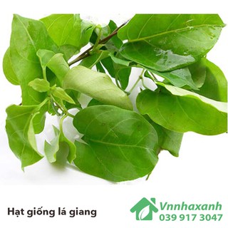 Hạt giống cây lá giang- rất dễ nảy mầm