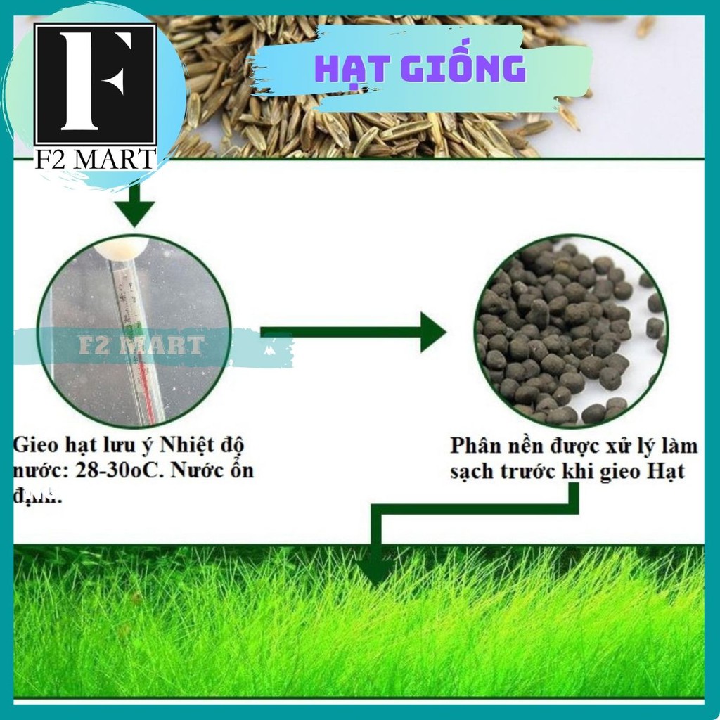 Hạt Giống Cây Thuỷ Sinh Trân Châu Mini-Trân Châu Lá To-Ngưu Mao Chiên-Cỏ Tình Yêu