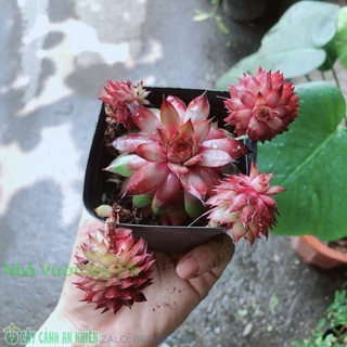 Sen đá phật bà đỏ