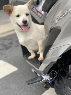 Gác chân phía sau mẫu DUCATI