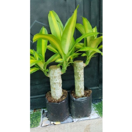 thiết mộc lan, 2 cây
