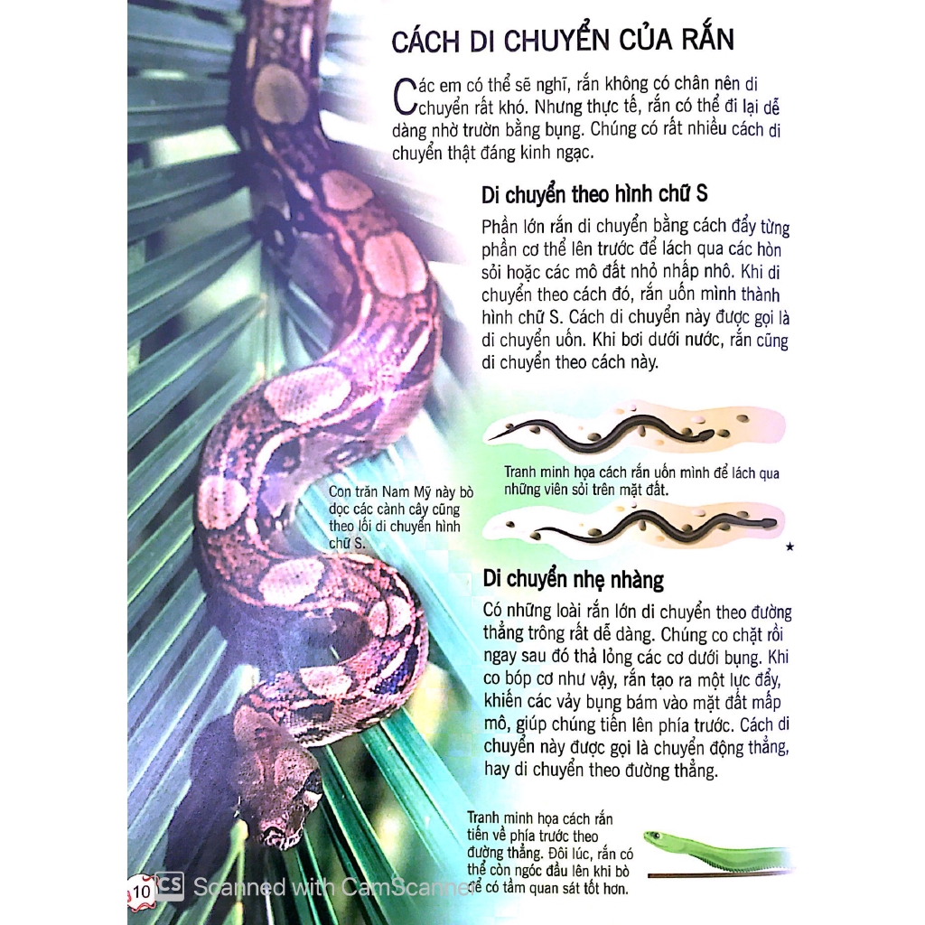 Sách - Bách Khoa Tri Thức Về Khám Phá Thế Giới Cho Trẻ Em - Các Loài Rắn