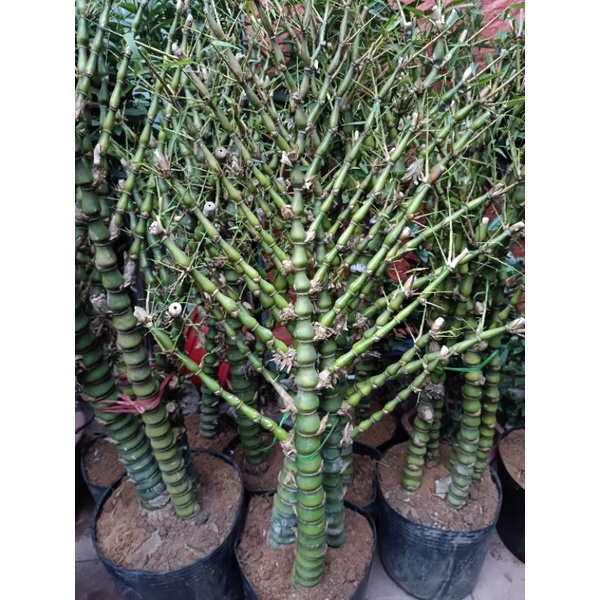 Cây trúc phật bà