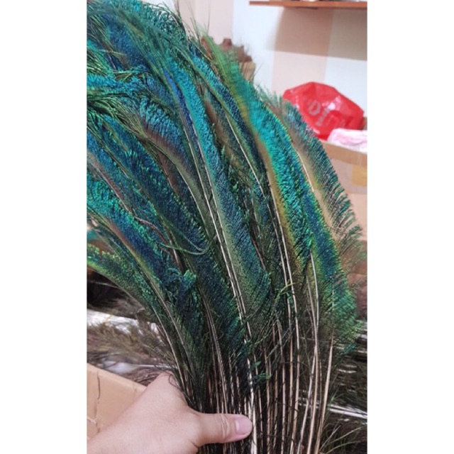 Lông rìa đẹp 50-60cm