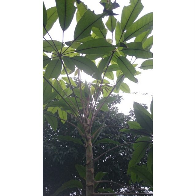 Lá lằng khô 1kg