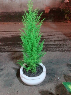 Chậu Tùng Thơm (chỉ giao hoả tốc)