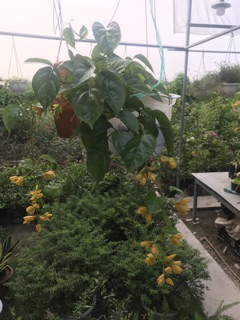 Lan hoàng dương chỉ 100k