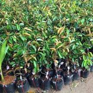 Cây Vú Sữa Bơ Hồng ghép cao 100cm