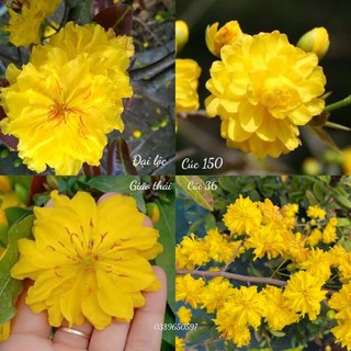 2 cây mai cúc bi ( cây giống )