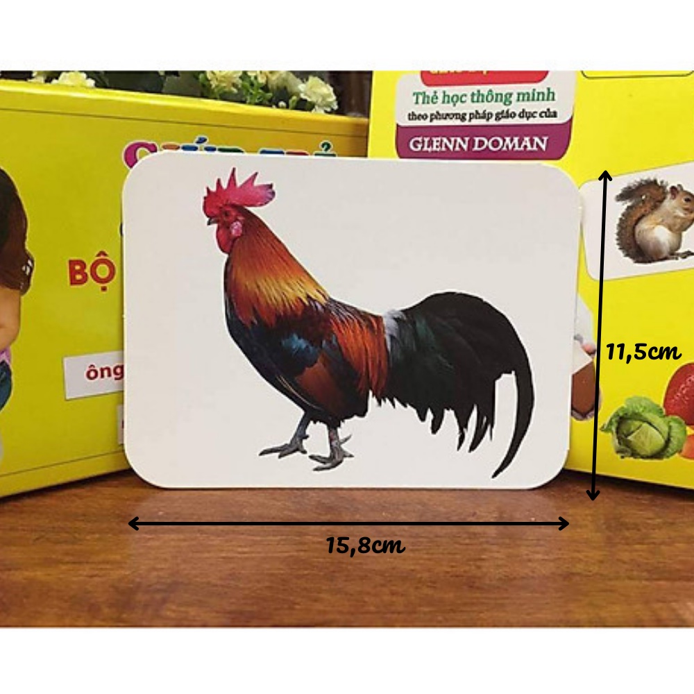 Bộ thẻ học song ngữ Flashcard loại thẻ BIG SIZE ( 14 chủ đề)