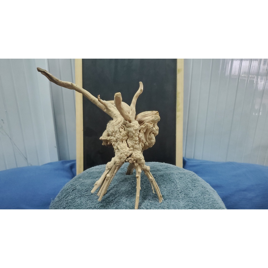 Lũa đỗ quyên mua theo kg-Aqua__boy