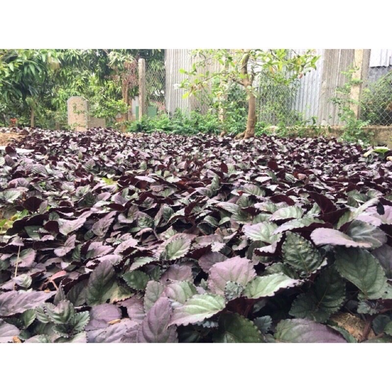 Cây trà xanh doctor thanh