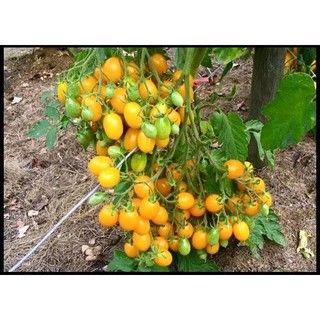 Hạt giống cà chua bi vàng F1