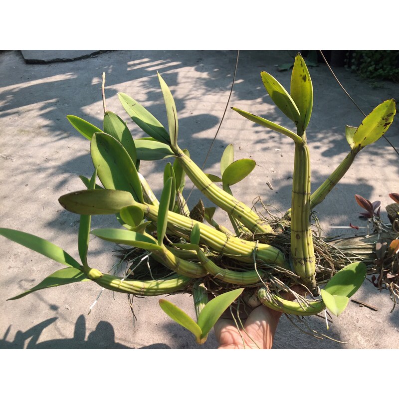 Lan ống điếu ghép gỗ