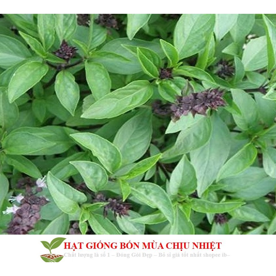 Gói 100 Hạt Giống Húng Quế (Ocimum basilicum