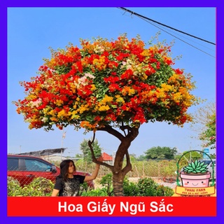 Cây Hoa Giấy Ngũ Sắc (Chuẩn đẹp 100%) - cây cảnh để bàn - caykiengsadec
