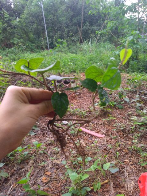 3bầu dây trầu không làm giống