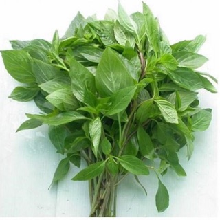 Hạt giống rau húng quế ( húng chó ) 2g