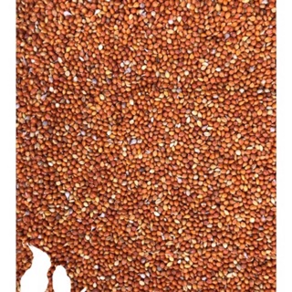 Hạt kê vàng+ kê đỏ