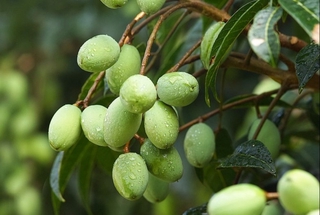 cây TRÁM TRẮNG gieo hạt, cây giống to khỏe, siêu lợi nhuận kinh tế