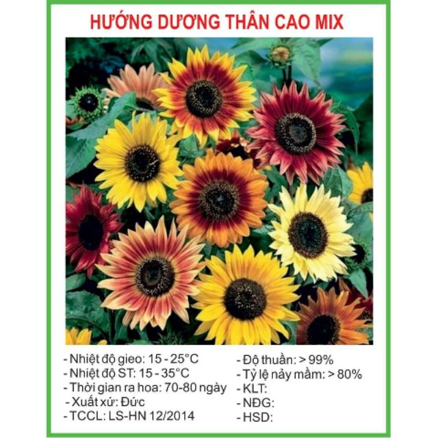 Gói 20 Hạt giống Hướng dương mix