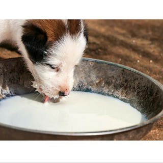 SỮA BIO CHO CHÓ MÈO