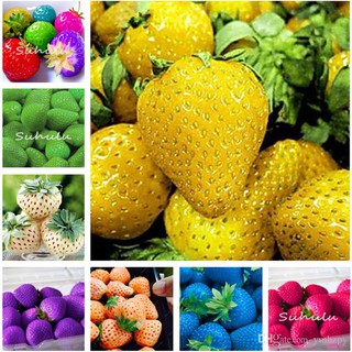 Hạt giống dâu tây mix