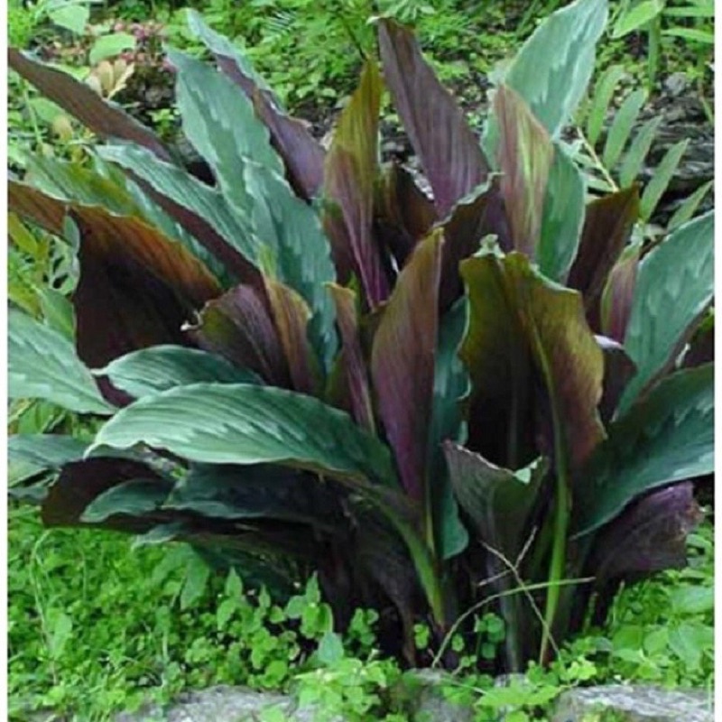 Cây giống tam thất nam chuẩn tây bắc