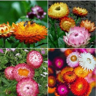 Hạt giống hoa cúc bất tử mix màu - 50 hạt ( tặng gói kích thích mầm hạt )