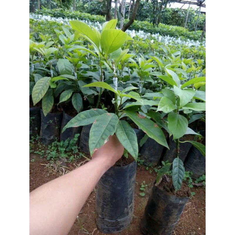 Cây Giống Bơ Ngón Tay LoKa
