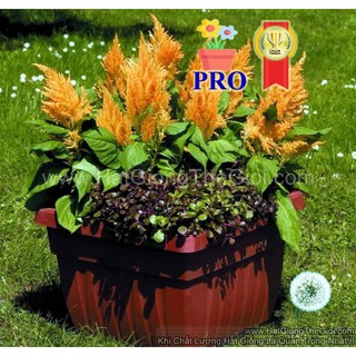 100h hạt giống hoa mào gà lửa fresh look gold f1pro