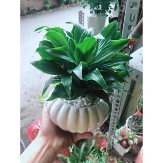 Chậu cây phát tài lá