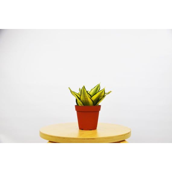 Lưỡi Hổ Thái | Snake Plant