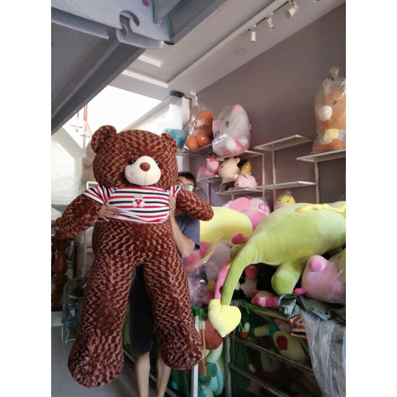 Gấu Teddy size 1m7 Mập ú, chân ngắn như hình